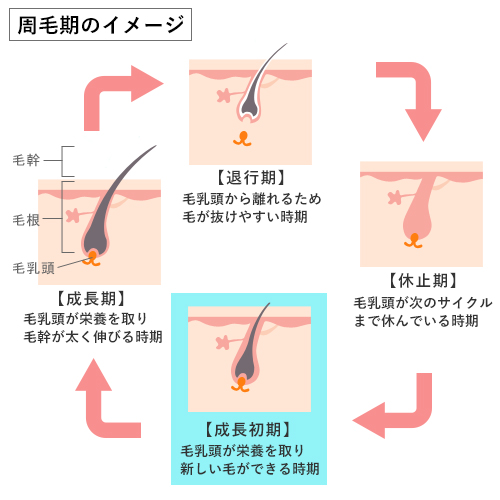 周毛期のイメージ