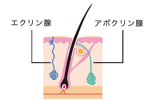 【ワキ汗・ワキガ・多汗症治療】女性にも意外と多い？ワキガになってしまう原因とは