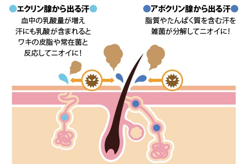 ワキのニオイの原因