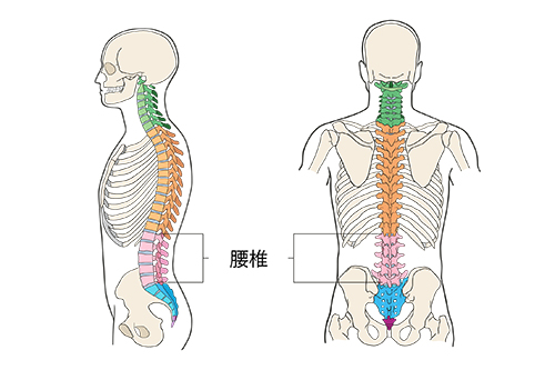 肥満は腰痛の原因になってしまう？