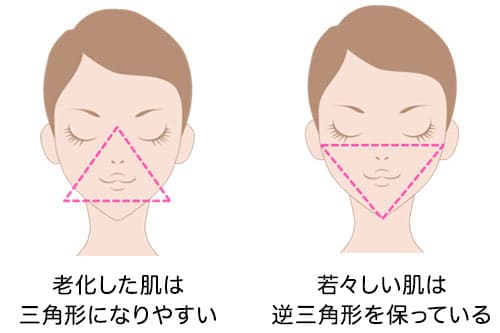 老化した肌は三角形になりやすい 若々しい肌は逆三角形を保っている