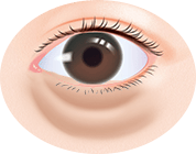 まぶたのたるみ・クマが気になる