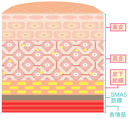 シワ・たるみの原因