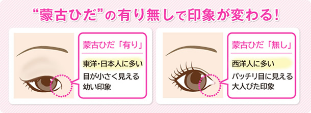 蒙古ひだの有無で印象が変わる！