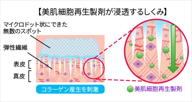 美肌細胞再生製剤が浸透するしくみ