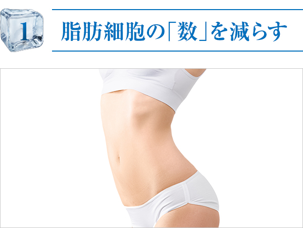 脂肪細胞の数を減らす