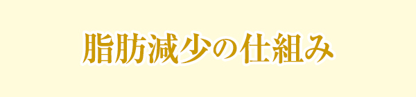 脂肪減少の仕組み