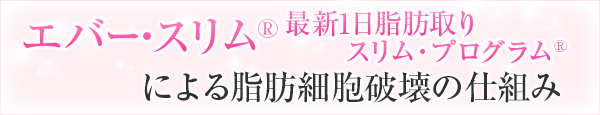 エバースリム®最新1日脂肪取りスリムプログラムによる脂肪細胞破壊の仕組み