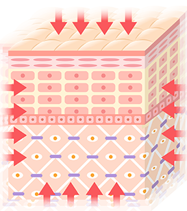 コラーゲン＆エラスチンを生成