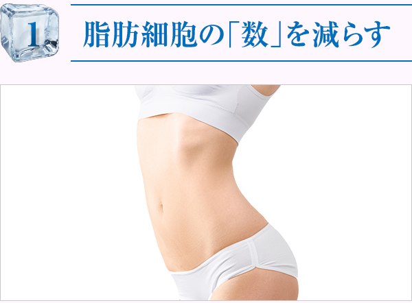 脂肪細胞の数を減らす