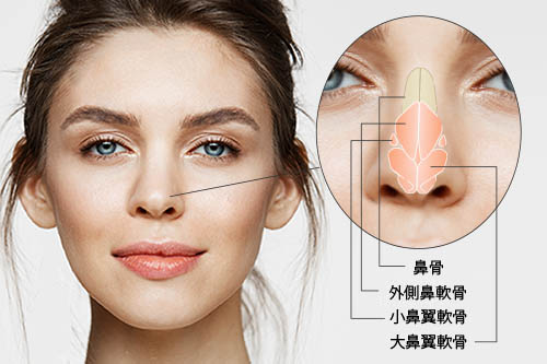 鼻の形状と鼻を構成する骨・軟骨について