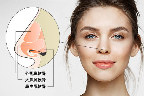 鼻の形状と鼻を構成する骨・軟骨について