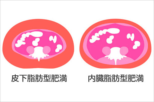 『皮下脂肪』と『内臓脂肪』とは？