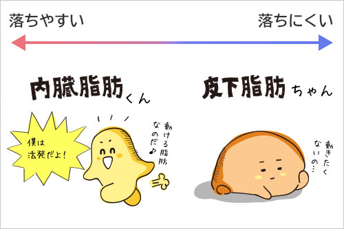 『皮下脂肪』と『内臓脂肪』のメカニズム