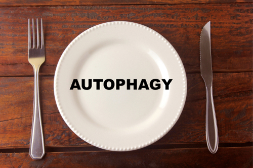 好きなものを我慢せず痩せられる？オートファジーダイエットとは