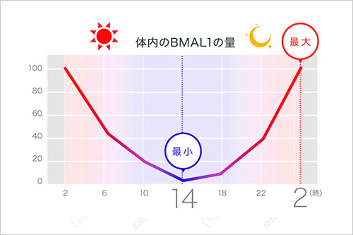 体内のリズムを整えるBMAL1