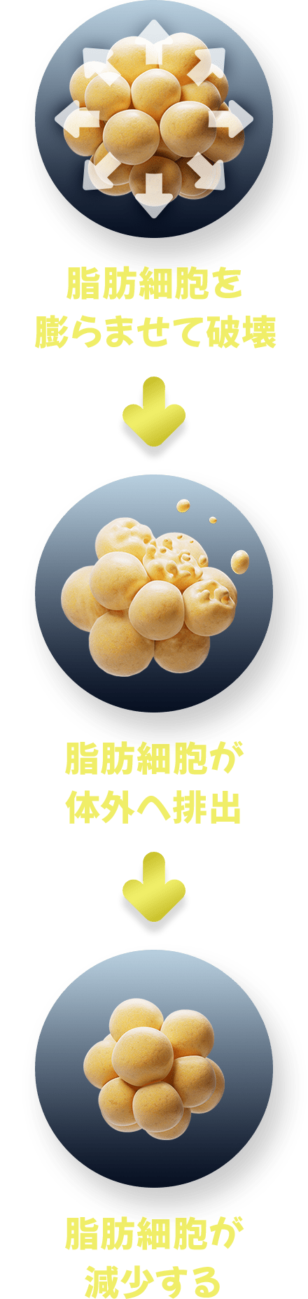 脂肪細胞を膨らませて破壊→脂肪細胞が体外へ排出→脂肪細胞が減少する